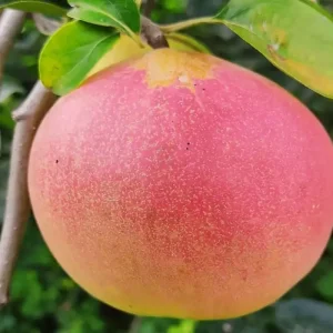 نهال به قرمز