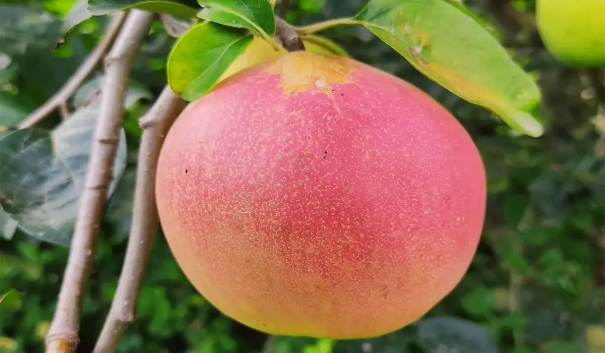 نهال-به-قرمز-۳-برتر-نهال