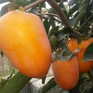 نهال خرمالو انبه ای