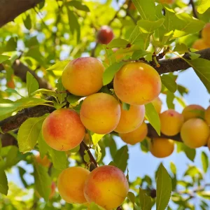 نهال زردالو رویال