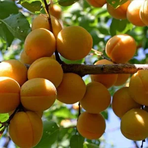 نهال زردآلو نادری