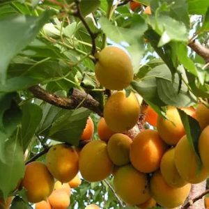 نهال زردالو جهانگیری