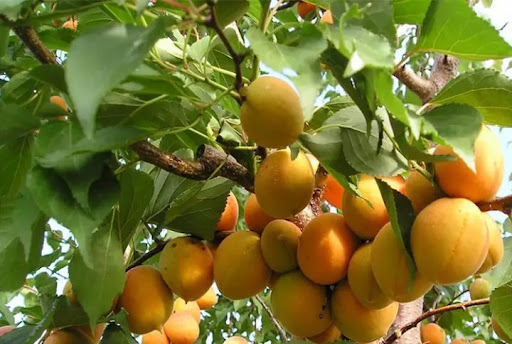 نهال زردالو جهانگیری