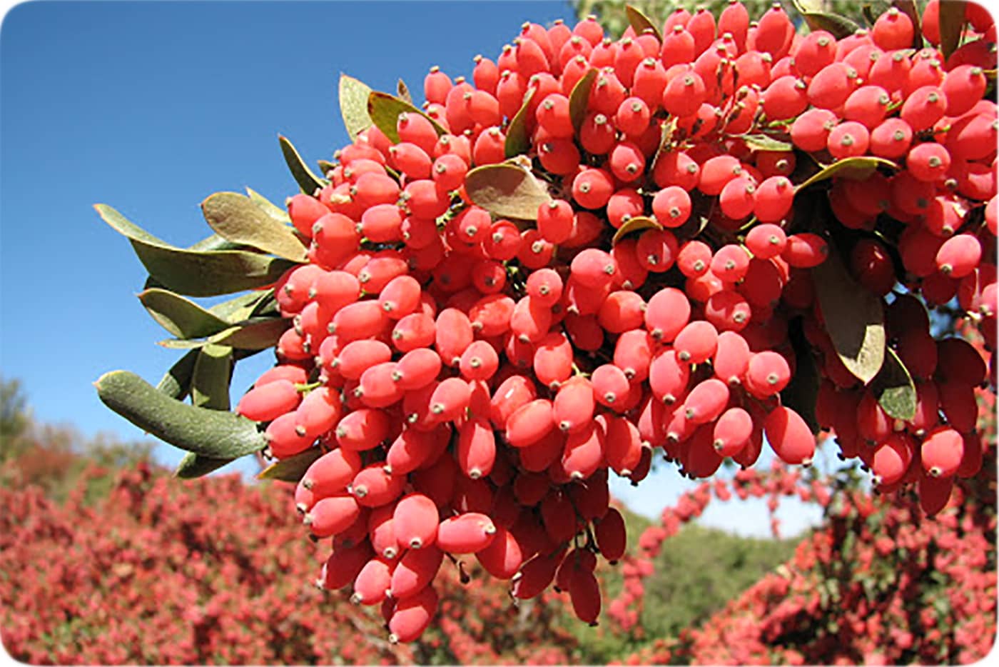 نهال-زرشک-بی-دانه-پفکی