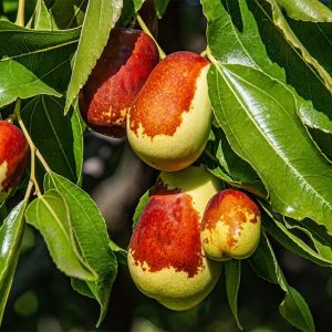 نهال عناب ارمنی