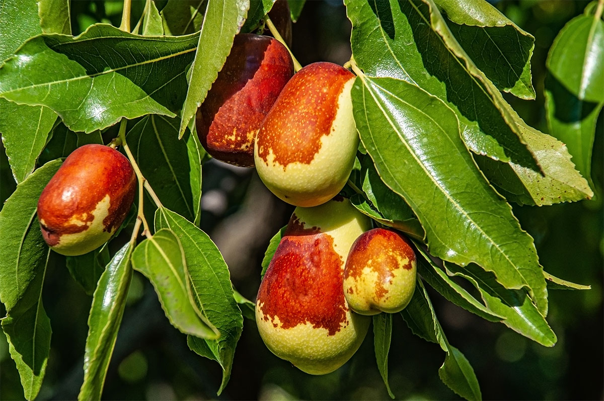نهال-عناب-ارمنی-۶-پالیز-نهال-min