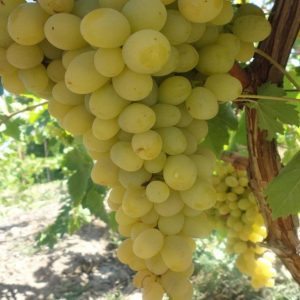 نهال انگور فخری