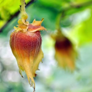 نهال فندق بارتلر