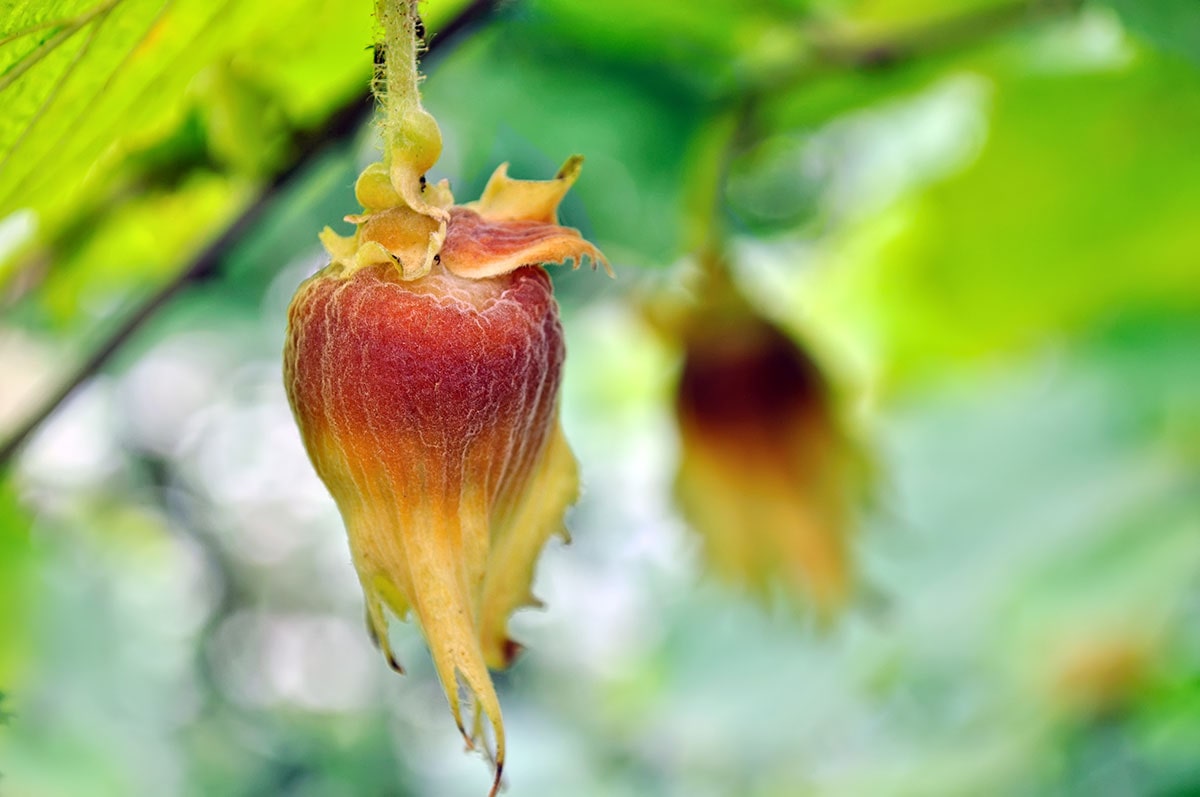 نهال-فندق-باتلر-۴-پالیز-نهال-min