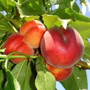 نهال هلو اسپرینگ کرست