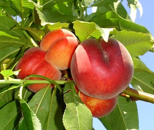 نهال هلو اسپرینگ کرست