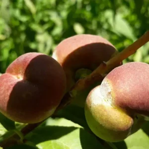 نهال هلو انجیری رویال