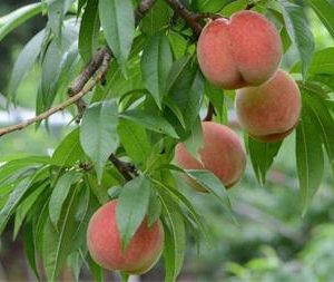 نهال شفتالو