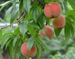 نهال-هلو-شفتالو9