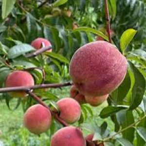 نهال هلو قزل