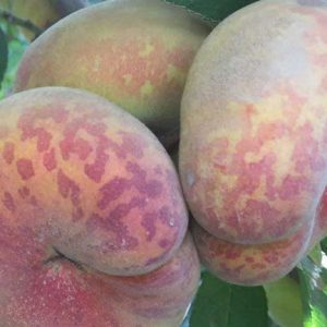 نهال هلو پلنگی