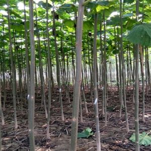 نهال پالونیا معمولی