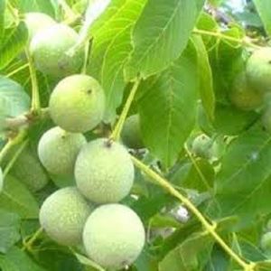 نهال گردو توسرخ