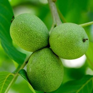 نهال گردو روند پیوندی