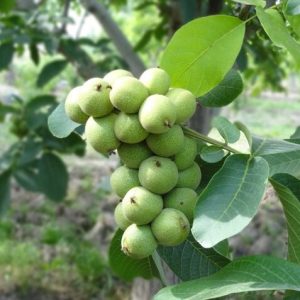 نهال گردو فرانکت پیوندی