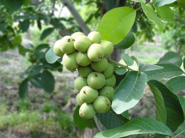 نهال-گردو-فرانکت