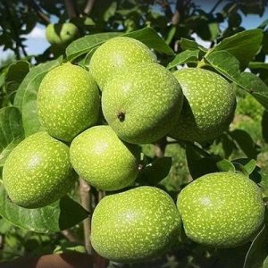 نهال گردو لارا پیوندی