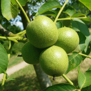 نهال گردو هاروارد