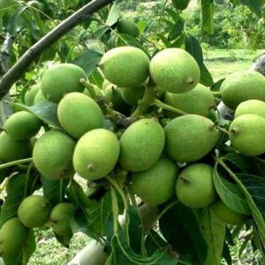 نهال گردو مراغه ژنوتیپ برتر