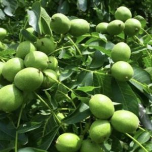 نهال گردو ژنوتیپ پیوندی تیپ 9