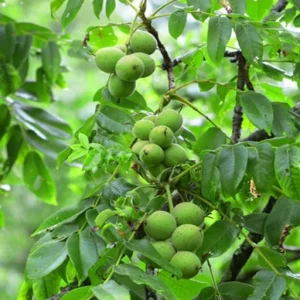 نهال گردو تخم مرغی