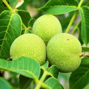 نهال گردو جمال