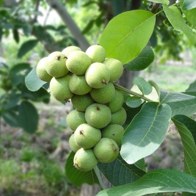 گردو خوشه ای انگوری ریز