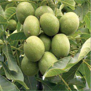 گردو پدرو پیوندی