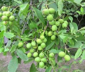 گردو ژنوتیپ رویال