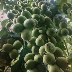 نهال گردو ژنوتیپ رویال تیپ 9