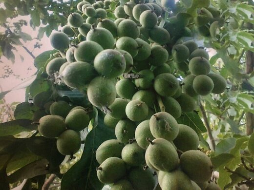 گردو ژنوتیپ رویال تیپ 9