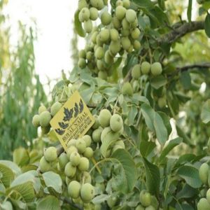 گردو ژنوتیپ رویال پیوندی تیپ 7