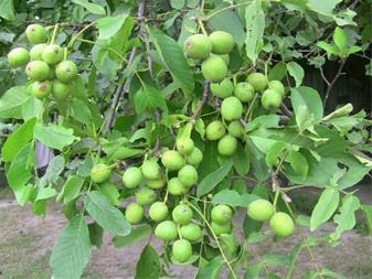 گردو ژنوتیپ رویال